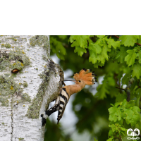 گونه هدهد Eurasian Hoopoe